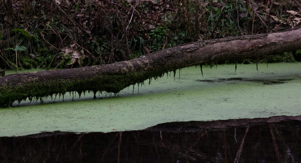tree branch on top of the water
