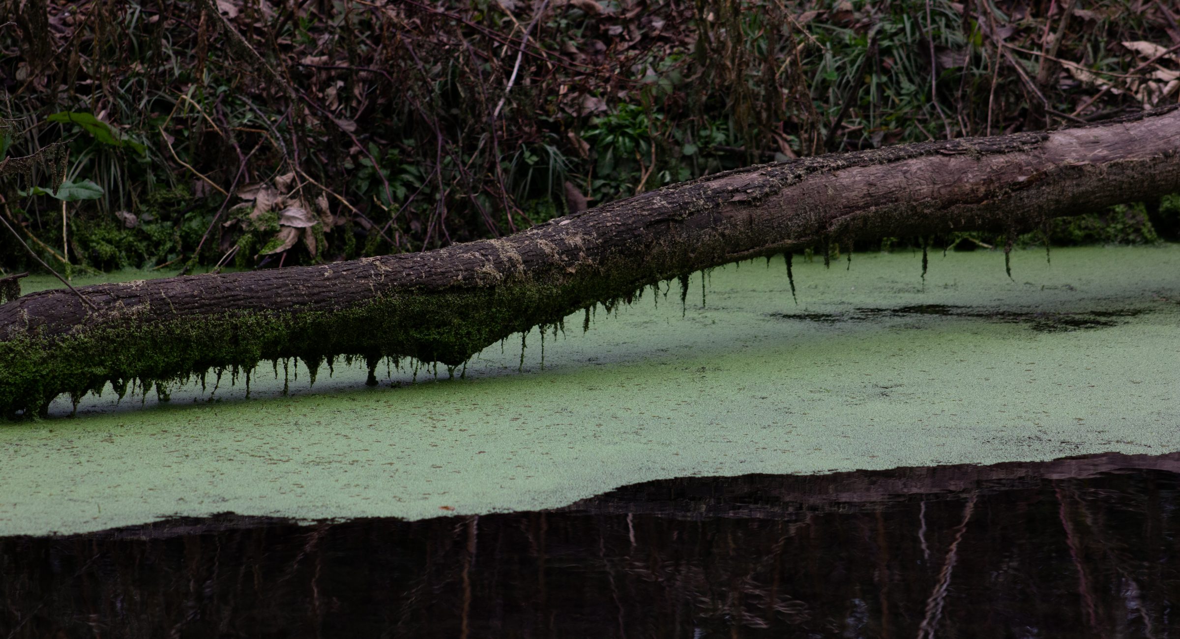 tree branch on top of the water