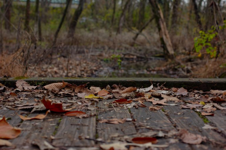 leaves on path