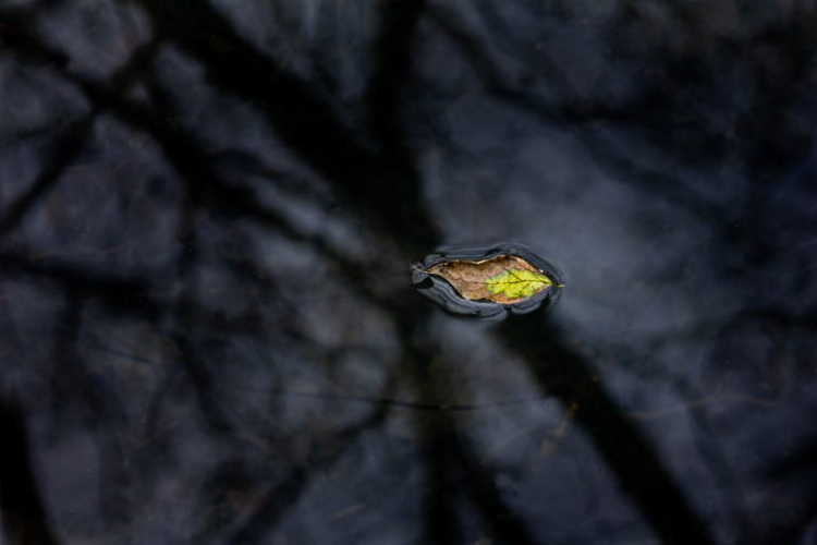 leaf on the water